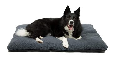 cama oara collie