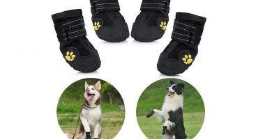 zapatos para border collie