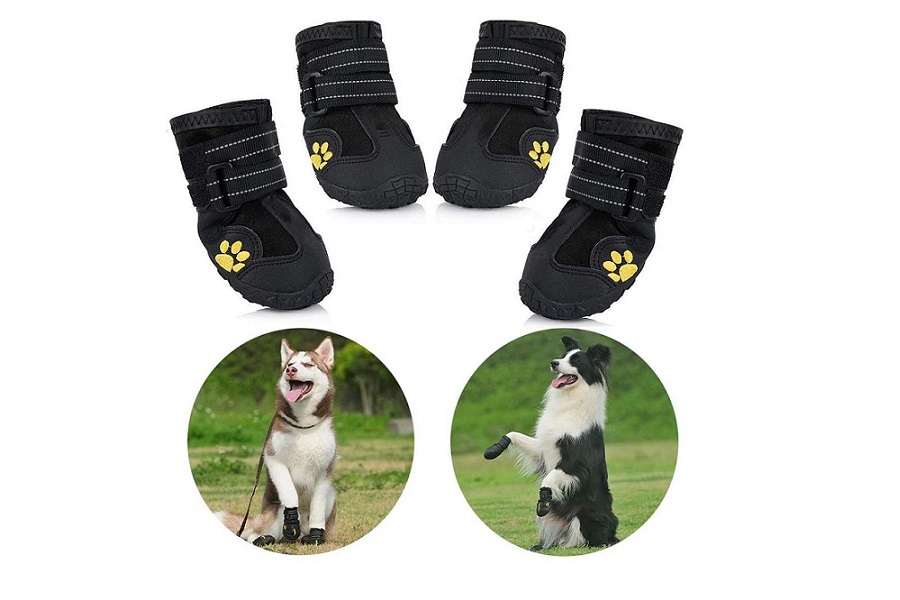 zapatos para border collie