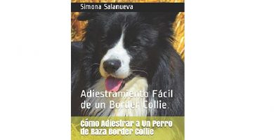 educar border collie