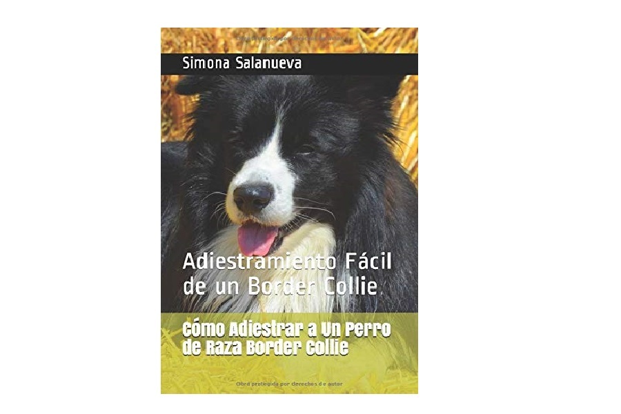 educar border collie