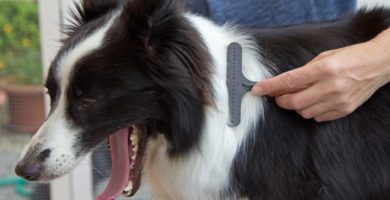 CEPILLAR BORDER COLLIE