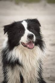 collie australiano