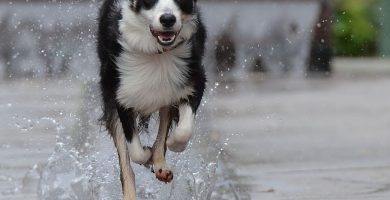 caracteristicas del border collie