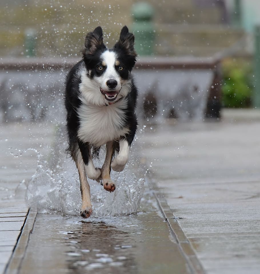 caracteristicas del border collie