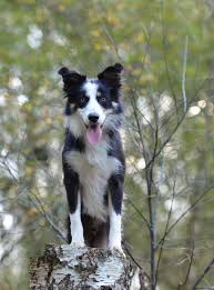 collie ingles