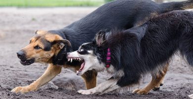 ladrar border collie