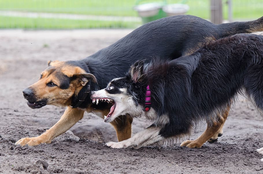 ladrar border collie