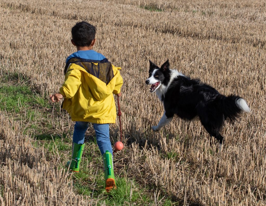 niños y border collie