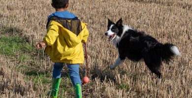 niños y border collie