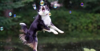 entrenamiento con border collie