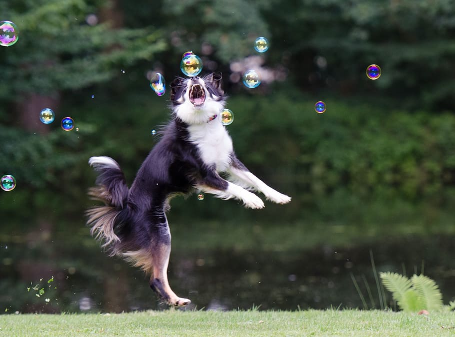 entrenamiento con border collie