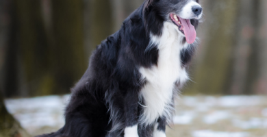 vida border collie