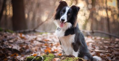 lineas border collie