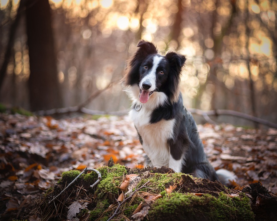 lineas border collie