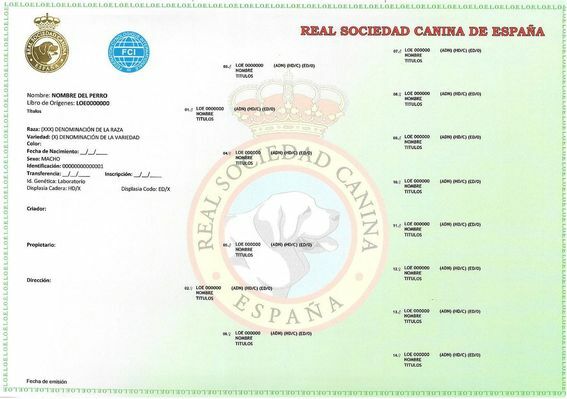 border collie pedigree